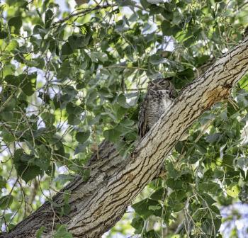 Royalty Free Photo of a Grey owl in a tree in Arizona, USA.