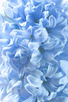 Royalty Free Photo of a Blue Hyacinth