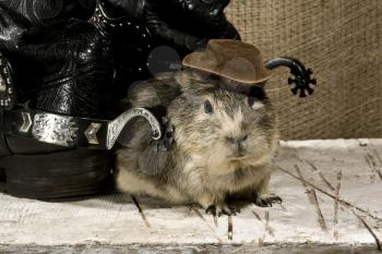 Royalty Free Photo of a Western Boot and a Guinea Pig