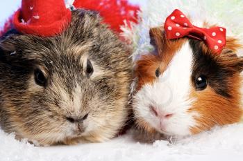 Royalty Free Photo of Guinea Pigs