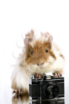 Royalty Free Photo of a Guinea Pig With a Camera