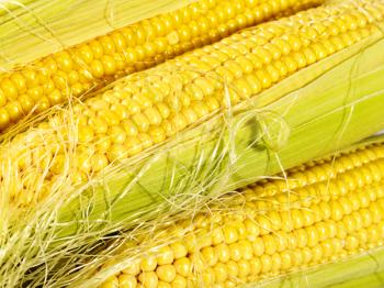 Royalty Free Photo of a Corn Background