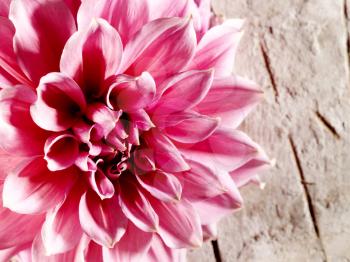 Royalty Free Photo of a Pink Flower