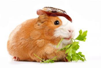 Royalty Free Photo of a Guinea Pig With Parsley