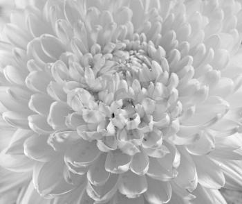 Royalty Free Photo of a White Dahlia Close Up