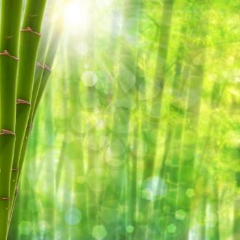 Bamboo forest. Abstract summer backgrounds with bright sun and beauty bokeh