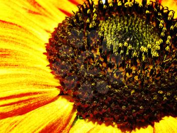 Sunflower. Abstract natural backgrounds            