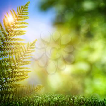 Fern. Abstract natural backgrounds with beauty bokeh
