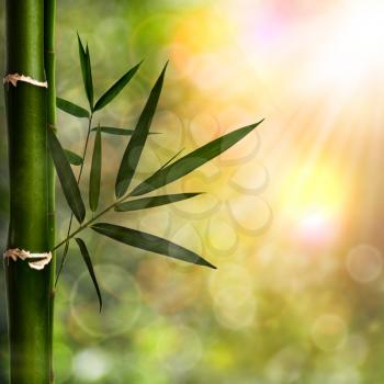 Abstract natural backgrounds with bamboo foliage