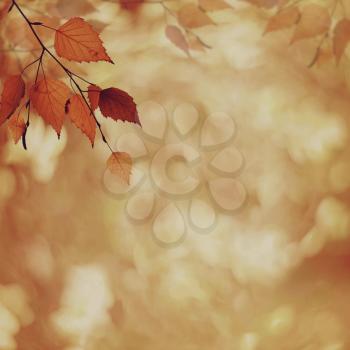 Abstract autumnal backgrounds with petzval lens bokeh