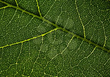 Leaf veins. Abstract natural backgrounds for your design
