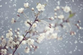 Early Spring. Abstract natural backgrounds with blossom snowy apricot flowers