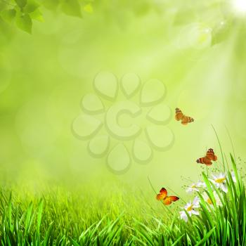 Summer natural backgrounds with beauty butterfly for your design