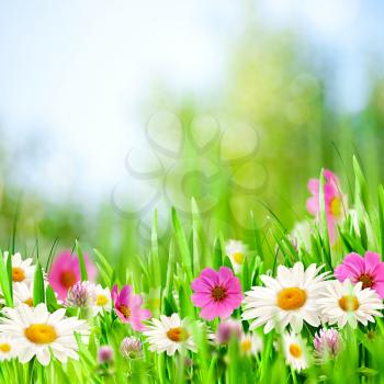 Beauty meadow. Abstract natural backgrounds for your design