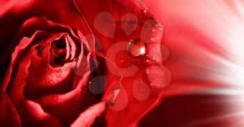 red rose petals  with water droplets and rays of light. abstract backgrounds