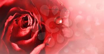 Pink tenderness. red rose  with water droplets, abstract backgrounds
