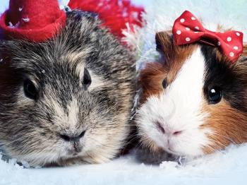Royalty Free Photo of Guinea Pigs Wearing Hats and Bows