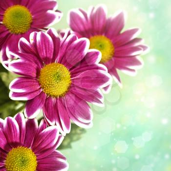 Royalty Free Photo of Pretty Pink Flowers and a Green Bokeh Background
