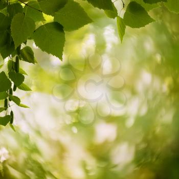 Royalty Free Photo of Leaves Framing a Bokeh Background