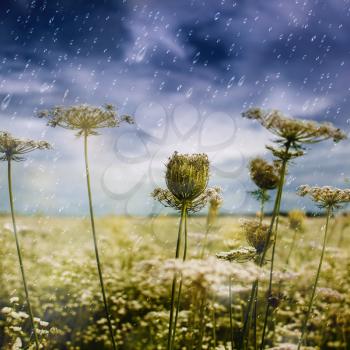 Royalty Free Photo of Rain in a Field