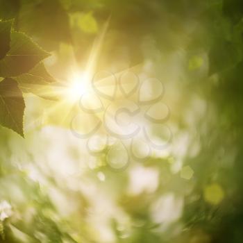 Royalty Free Photo of Leaves and Sunlight