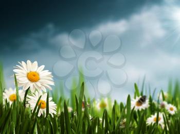 Royalty Free Photo of a Field of Daisies Before Rain