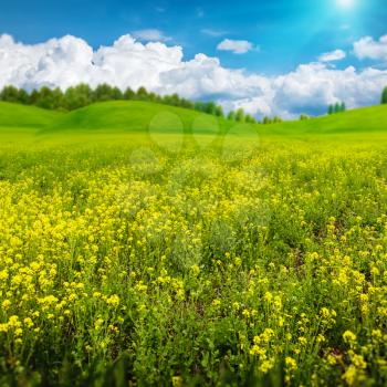 Beauty summer day on the meadow, abstract rural landscape for your design