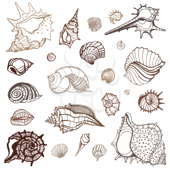 Royalty Free Clipart Image of Seashells
