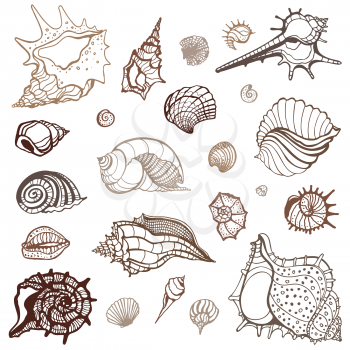 Grange Sea shells collection. Hand drawn vector illustration