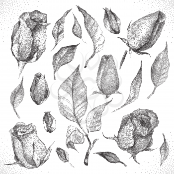 Roses Botanical set. Black and white Dotwork Flowers. Vintage engraved illustration style.