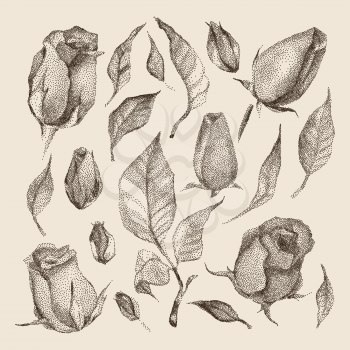 Roses Botanical set. Black and white Dotwork Flowers. Vintage engraved illustration style.