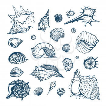 Sea shell collection isolated on white background. Hand drawn Vector shells for your design.