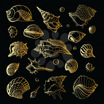 Golden sea shell. Collection of seashells. Hand drawn vector Illustration.