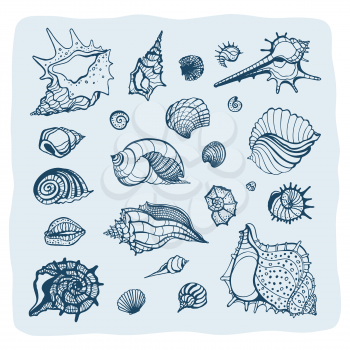 Collection of seashells. Hand drawn vector Illustration. Sea shell set