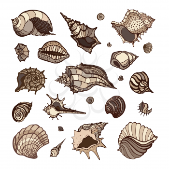 Sea shell collection isolated on white background. Hand drawn Vector shells for your design.