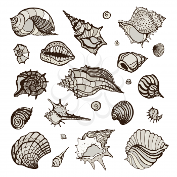 Set with various sea shells. Vector hand drawn illustration.