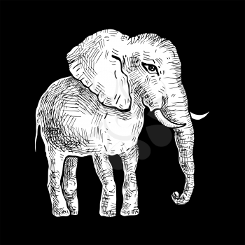 Elephant. Hand drawn Vector illustration, Black background
