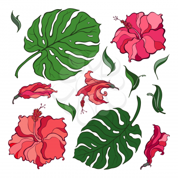 Tropical Set. Flowers and palm leaves. Hand drawn vector illustration on White background