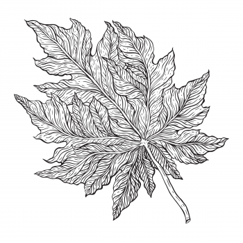 Outline Leaf. Hand drawn Monochrome realistic illustration