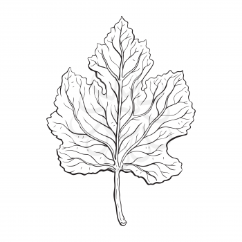 leaves. Hand Drawn Vector illustration. Outline leaves, isolated on white background. Hand drawn Monochrome realistic illustration