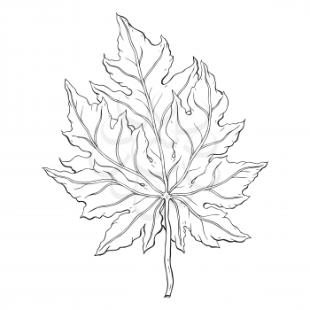 leaves. Hand Drawn Vector illustration. Outline leaves, isolated on white background. Hand drawn Monochrome realistic illustration