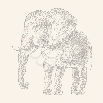 Elephant. Hand drawn Vector illustration, Vintage style