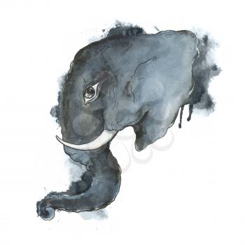Head of elephant. Hand drawn, hand painted watercolor illustration. White background