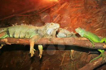 Royalty Free Photo of Iguanas on a Log