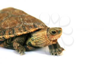 Royalty Free Photo of a Turtle
