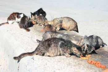 Royalty Free Photo of Homeless Cats Eating