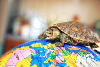 Royalty Free Photo of a Turtle Walking on a Globe
