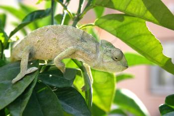 Royalty Free Photo of a Chameleon in a Tree