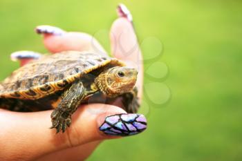 Royalty Free Photo of a Woman Holding a Turtle