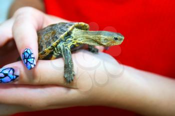 Royalty Free Photo of a Woman Holding a Turtle